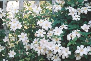 HULDINE CLEMATIS