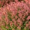 HUMMINGBIRD MINT GUAVA LAVA 1G