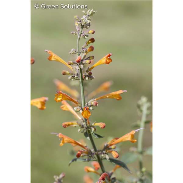 HUMMINGBIRD MINT HONEYSTICKS EMBER 1G