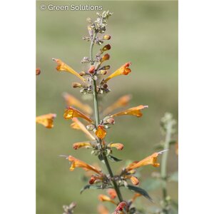 HUMMINGBIRD MINT HONEYSTICKS EMBER 1G
