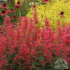 HUMMINGBIRD MINT KUDOS CORAL 1G