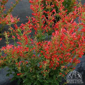 HUMMINGBIRD MINT KUDOS RED 1G