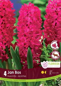 HYACINTHS JAN BOS  PKG 4