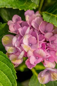 HYDRANGEA EVERLASTING REVOLUTION 2GAL - image 5