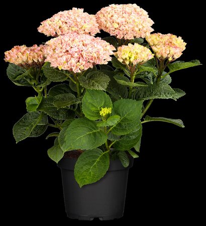 HYDRANGEA EVERLASTING REVOLUTION 2GAL - image 1