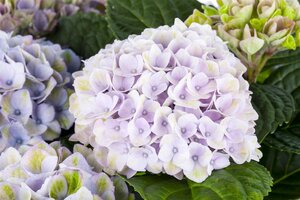 HYDRANGEA EVERLASTING REVOLUTION 2GAL - image 2