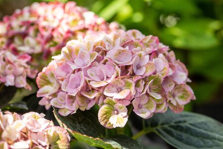 HYDRANGEA EVERLASTING REVOLUTION 2GAL - image 3