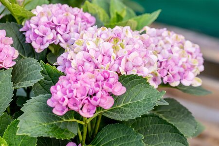 HYDRANGEA EVERLASTING REVOLUTION 2GAL - image 4