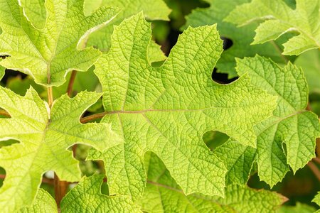 HYDRANGEA OAKLEAF RUBY SLIPPERS 30CM - image 5
