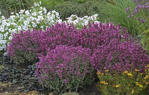 HYSSOP ROSIE POSIE 1G