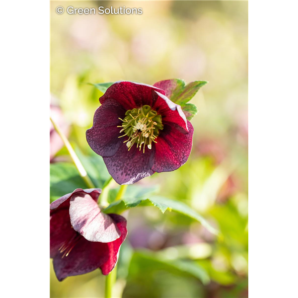 ICE N' ROSES HELLEBORUS BENNOTTA 1GAL