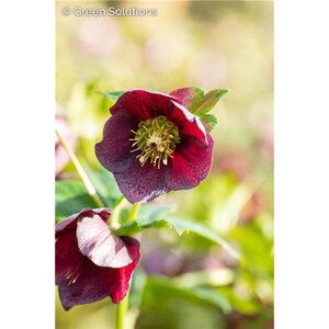 ICE N' ROSES HELLEBORUS BENNOTTA 1GAL