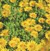 ICE PLANT HARDY YELLOW