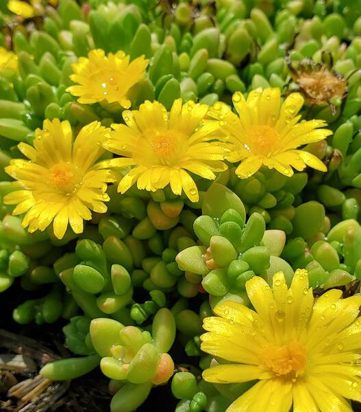 ICE PLANT HARDY YELLOW 3IN