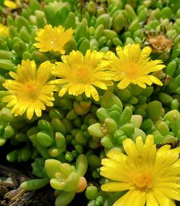 ICE PLANT HARDY YELLOW 3IN