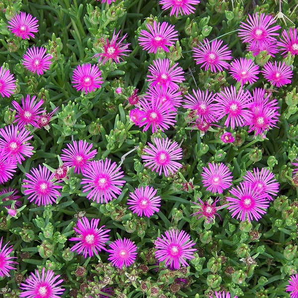 ICE PLANT J.O.D. CANDYSTONE