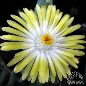 ICE PLANT JEWEL OF DESERT PERIDOT 4IN