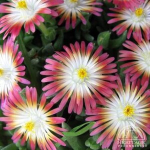 ICE PLANT JEWEL OF DESERT RUBY 4IN