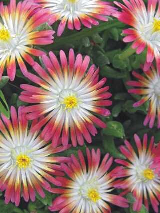 ICE PLANT JEWEL OF DESERT RUBY 5 INCH