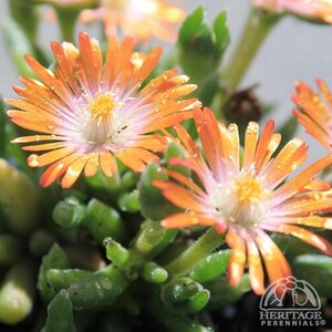 ICE PLANT JEWEL OF DESERT TOPAZ 4IN
