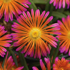 ICE PLANT OCEAN SUNSET ORANGE GLOW 4IN