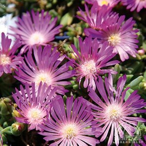 ICE PLANT TABLE MOUNTAIN 3IN