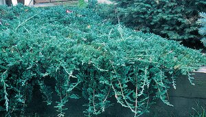 ICEE BLUE JUNIPER 1G