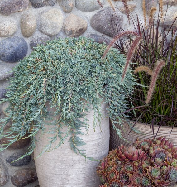 ICEE BLUE JUNIPER 25CM