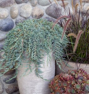 ICEE BLUE JUNIPER 25CM