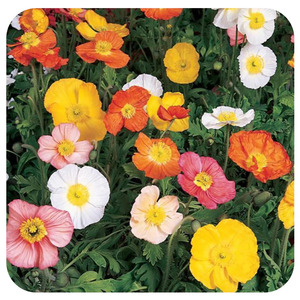 ICELAND POPPY CHAMPAGNE BUBBLES