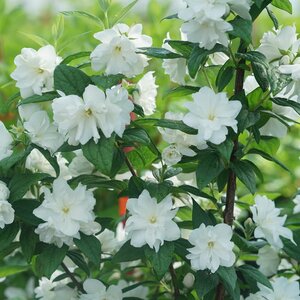 ILLUMINATI ARCH MOCK ORANGE 2GALLON