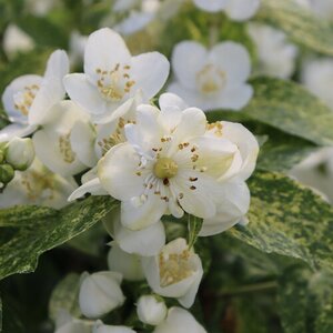 ILLUMINATIE SPARKS MOCK ORANGE 2 GALLON
