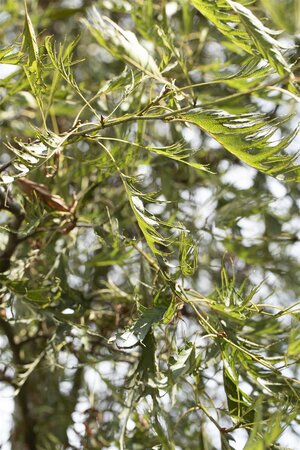 IMPERIAL ALDER 125CM STD - image 3