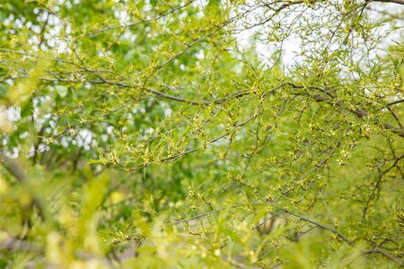 IMPERIAL ALDER 125CM STD - image 4
