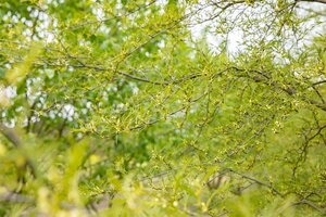 IMPERIAL ALDER 125CM STD - image 4