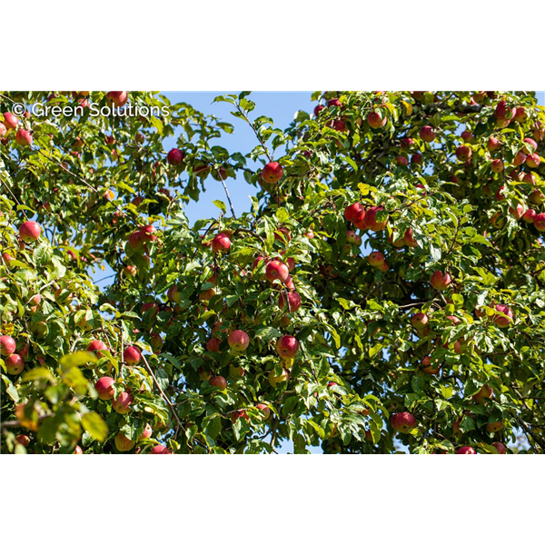 IMPERIAL GALA APPLE SEM-DWARF 20MM