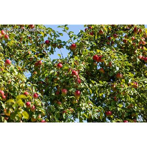 IMPERIAL GALA APPLE SEM-DWARF 20MM