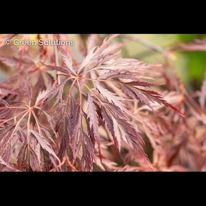 INABA SHIDATRE JAPANESE MAPLE 75 CM