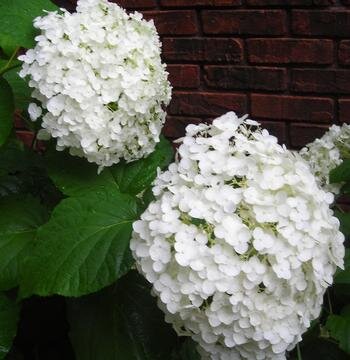 INCREDIBALL HYDRANGEA 2 GAL 30CM