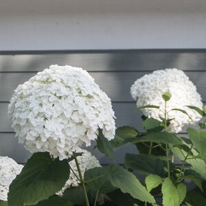 INCREDIBALL HYDRANGEA 3GAL - image 1