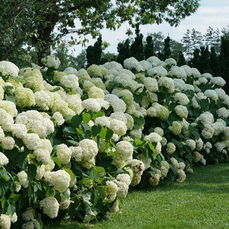 INCREDIBALL HYDRANGEA 3GAL - image 2