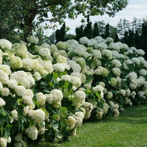 INCREDIBALL HYDRANGEA 3GAL - image 2