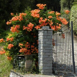 INDIAN SUMMER TRUMPET VINE 2G. STK