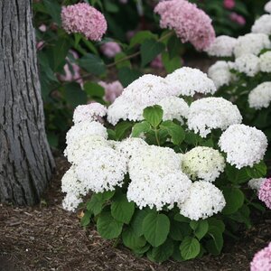 INVINCIBELLE WEE WHITE HYDRANGEA 20CM