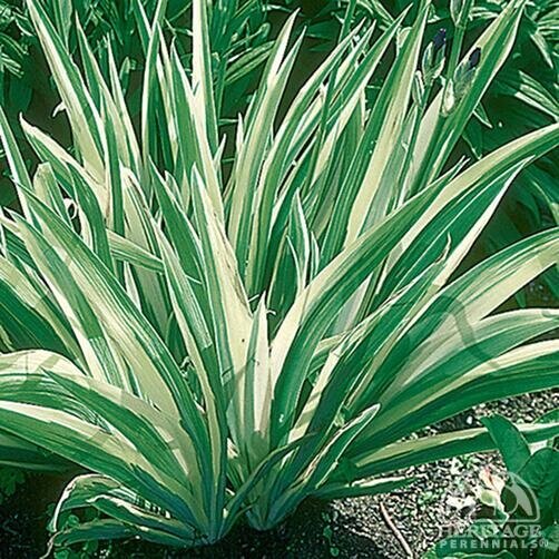 IRIS ALBO VARIEGATA 1G