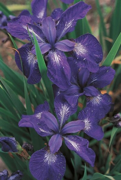 IRIS CAESAR'S BROTHER 1G