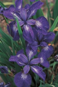 IRIS CAESAR'S BROTHER 1G