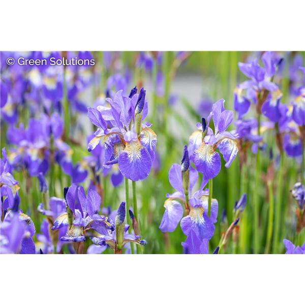 IRIS DAZZLING 1G