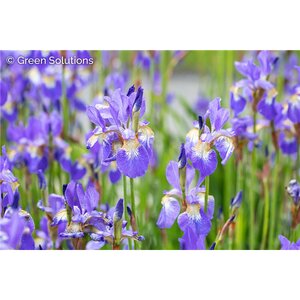 IRIS DAZZLING 1G