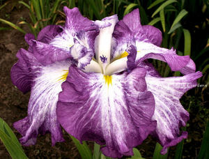 IRIS HARLEQUINESQUE 1G